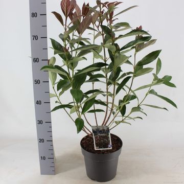 Viburnum odoratissimum COPPERTOP