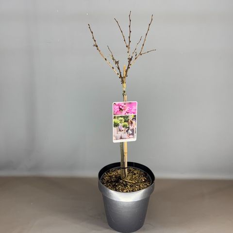 Cercis chinensis 'Avondale'