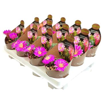 Echinocereus pulchellus