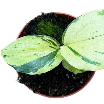 Kaempferia pulchra 'Variegata'