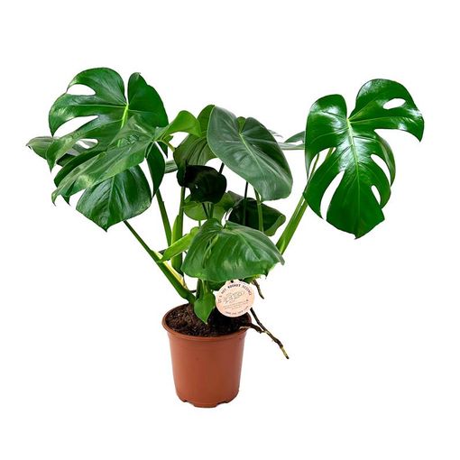 Monstera deliciosa