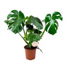 Monstera deliciosa