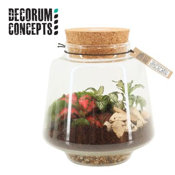 Arrangement Terrarium