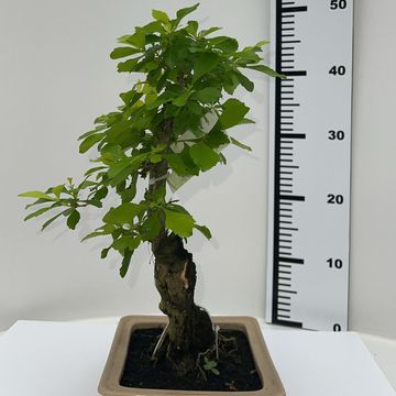 Duranta erecta