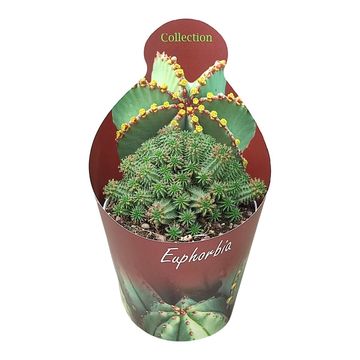 Euphorbia susannae