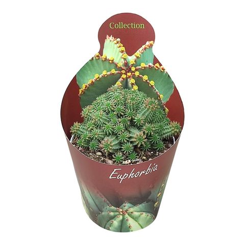 Euphorbia susannae