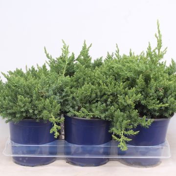 Juniperus procumbens 'Nana'