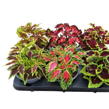 Coleus BLUMEI MIX