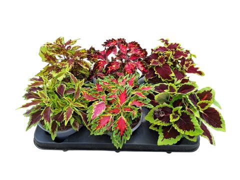 Coleus BLUMEI MIX