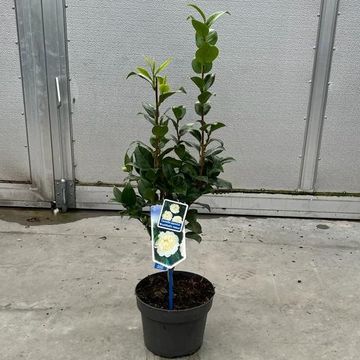 Camellia japonica 'Brushfield's Yellow'