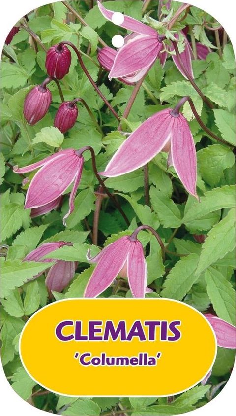 Clematis 'Columella' (A)