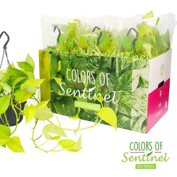 Epipremnum pinnatum 'Golden Pothos'