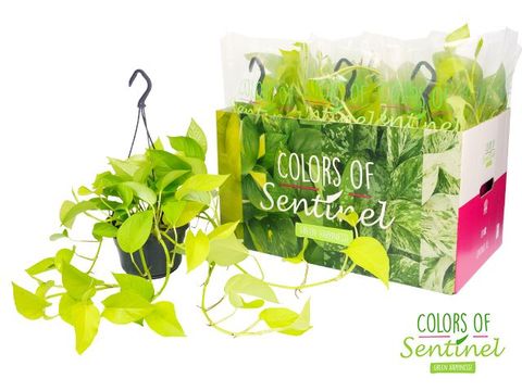 Epipremnum pinnatum 'Golden Pothos'