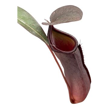 Nepenthes 'Rebecca Soper'