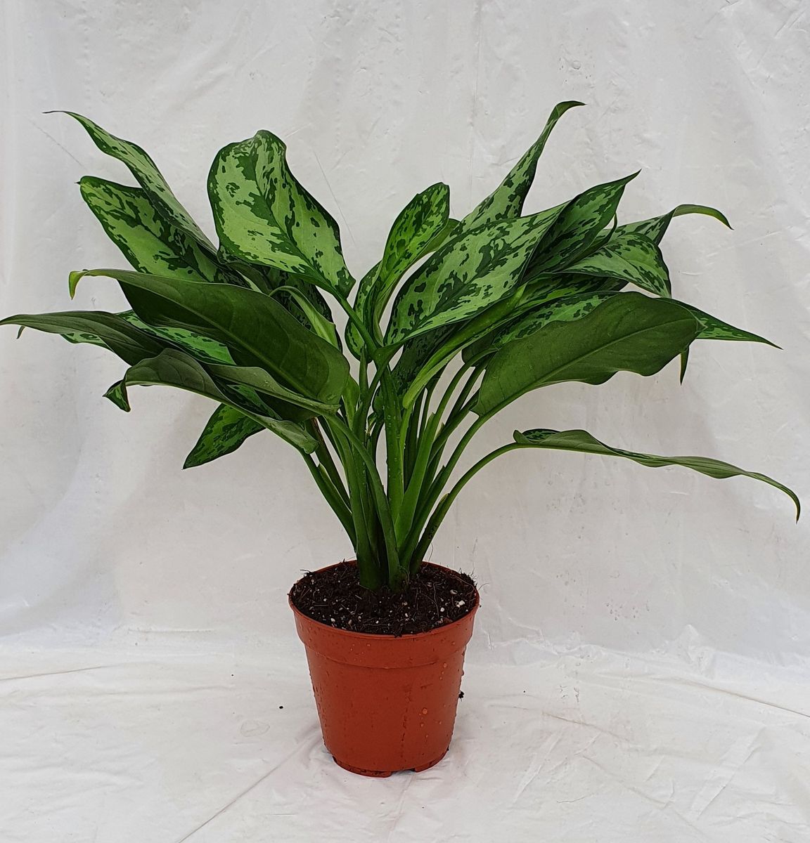 Aglaonema 'Romeo' — Plant Wholesale FlorAccess