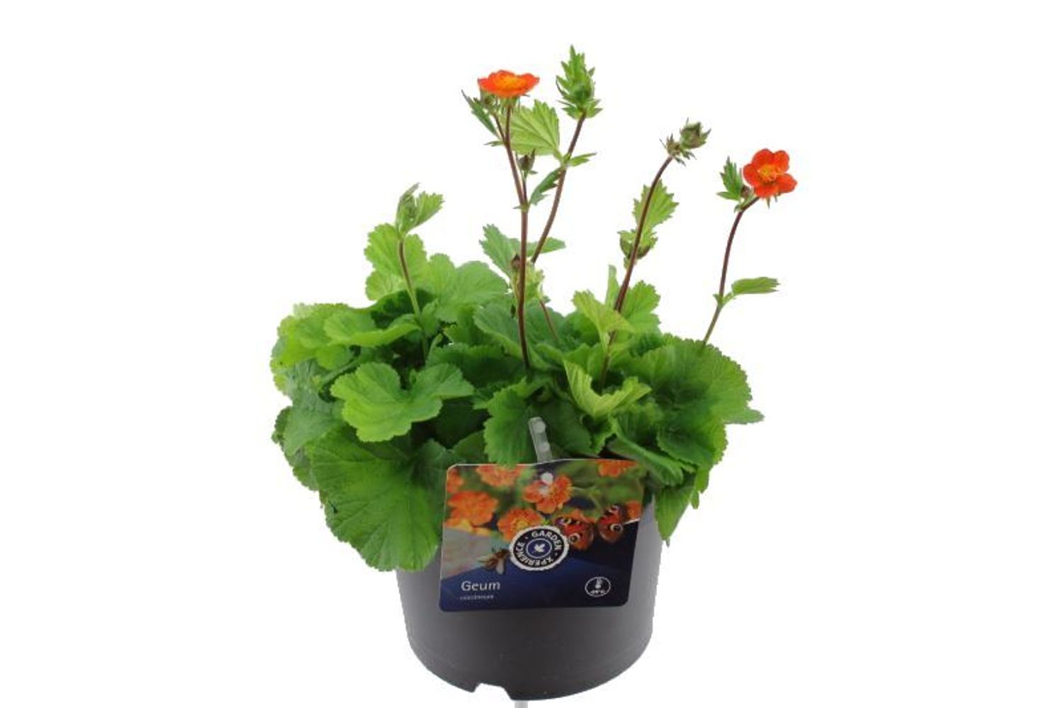 Geum coccineum 'Tosai' — Plant Wholesale FlorAccess