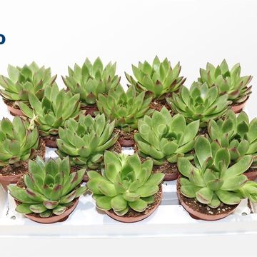 Echeveria agavoides 'Belga'