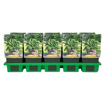 Hosta 'Green Patriot'