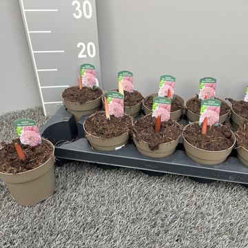 Allium karataviense 'Red Giant Star'