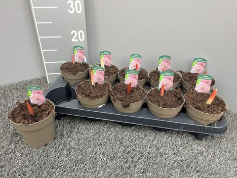 Allium karataviense 'Red Giant Star'