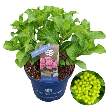 Hydrangea macrophylla SURFING SAFARI SEASIDE PINK