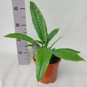 Philodendron campii