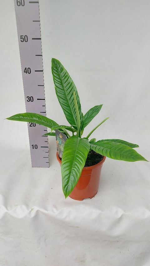 Philodendron campii