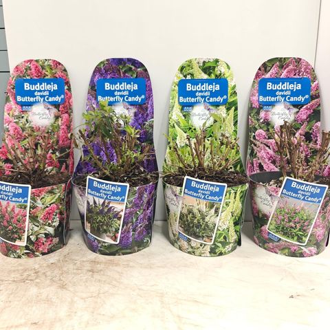Buddleja davidii BUTTERFLY CANDY MIX