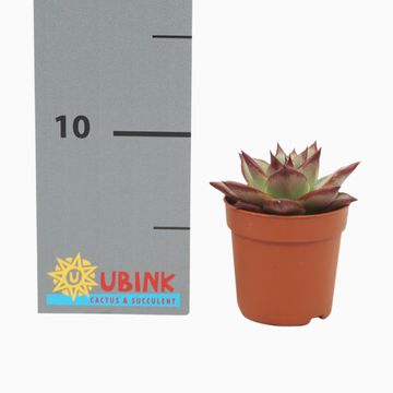 Echeveria agavoides 'Electra'