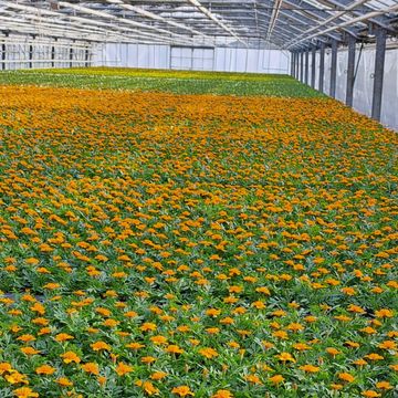 Tagetes patula