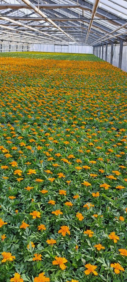 Tagetes patula