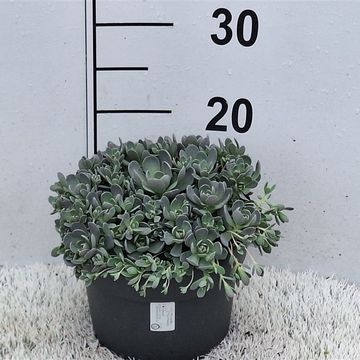 Orostachys