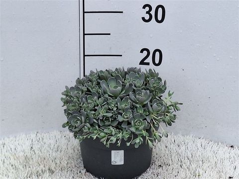Orostachys
