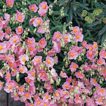 Helianthemum 'Lawrenson's Pink'