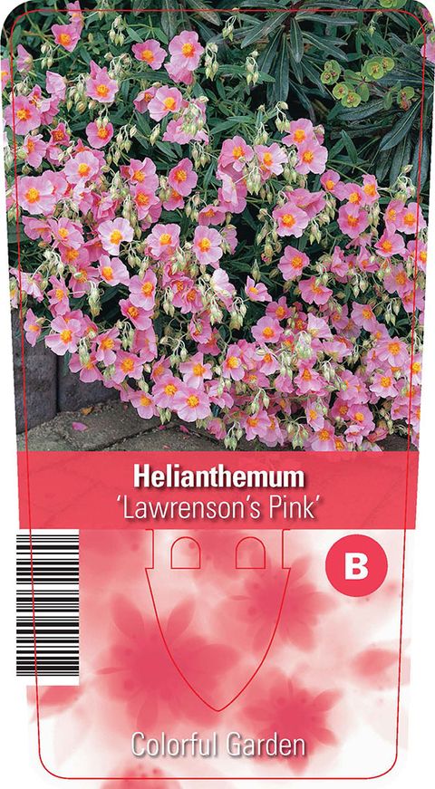 Helianthemum 'Lawrenson's Pink'