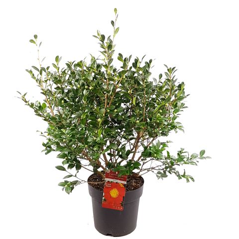 Camellia sasanqua 'Yuletide'