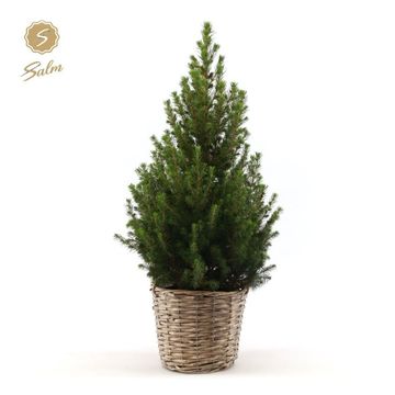 Picea glauca DECEMBER