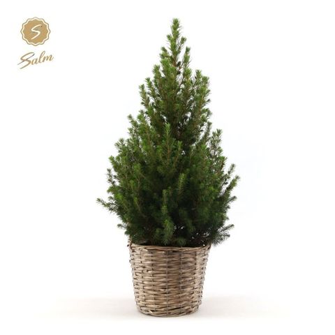 Picea glauca DECEMBER