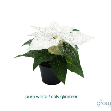 Euphorbia pulcherrima 'Mini'