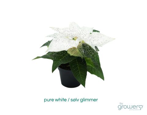 Euphorbia pulcherrima 'Mini'