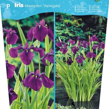 Iris ensata 'Вариегата'