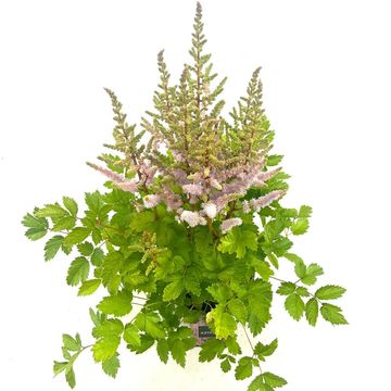 Astilbe chinensis 'Pumila'