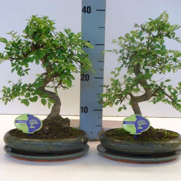Zelkova serrata