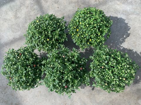 Chrysanthemum GARDEN MUMS MIX