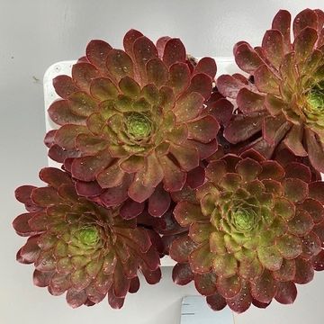 x Semponium 'Sienna'