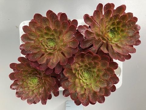 x Semponium 'Sienna'