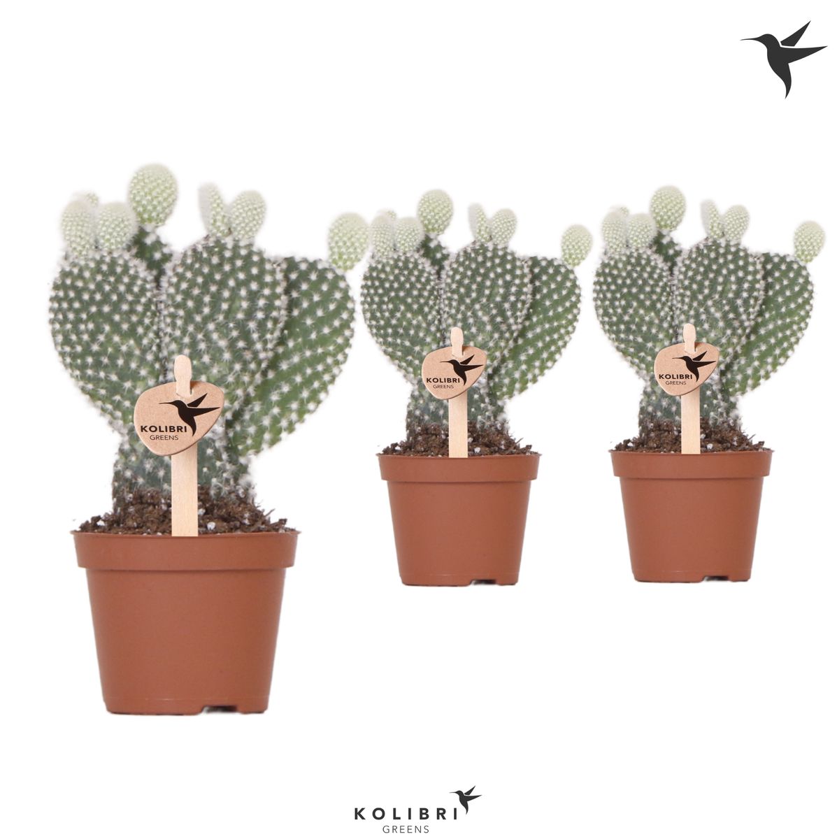 Opuntia microdasys — Plant Wholesale FlorAccess