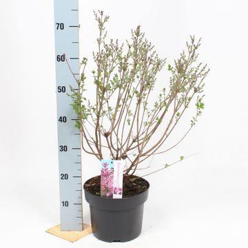 Syringa BLOOMERANG PINK PERFUME