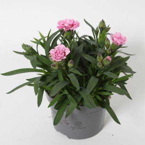 Dianthus OSCAR PINK HEART