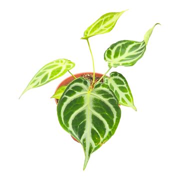 Anthurium DocBlock Anthurium Briëlle® '16' X Briëlle® '16'